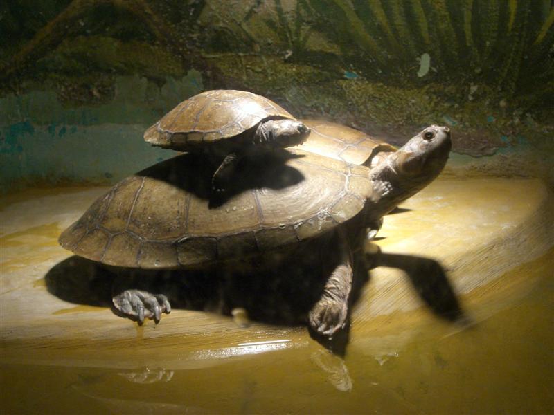 Foto de Valencia, Venezuela