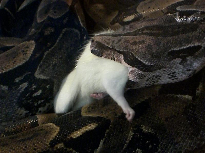 Foto de Valencia, Venezuela