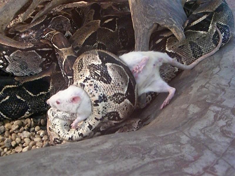 Foto de Valencia, Venezuela