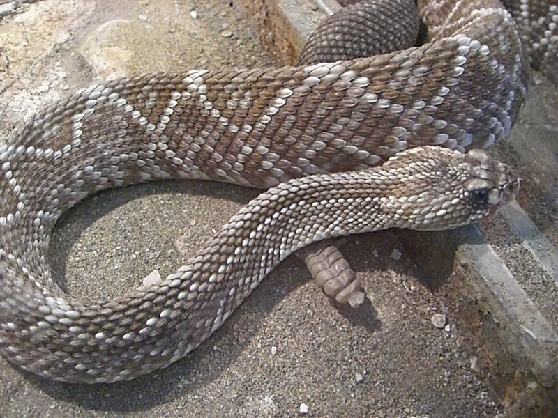 Foto de Valencia, Venezuela