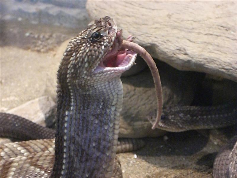 Foto de Valencia, Venezuela