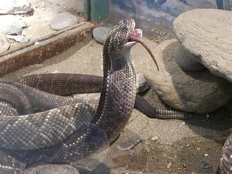 Foto de Valencia, Venezuela