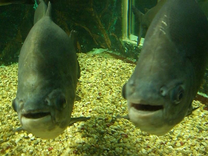 Foto de Valencia, Venezuela