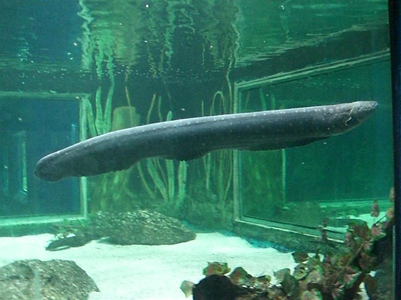 Foto de Valencia, Venezuela