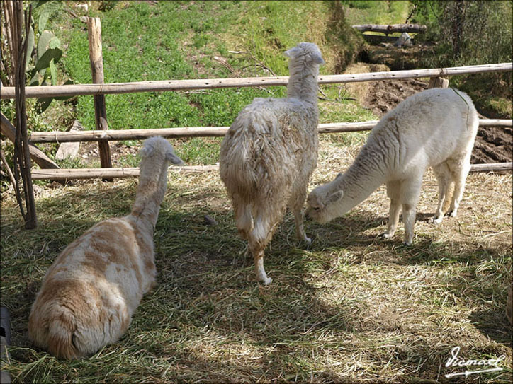 Foto de Arequipa, Perú
