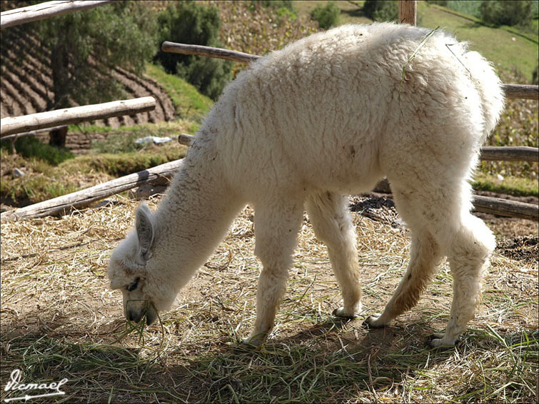 Foto de Arequipa, Perú