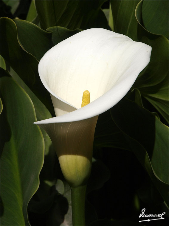 Foto de Arequipa, Perú