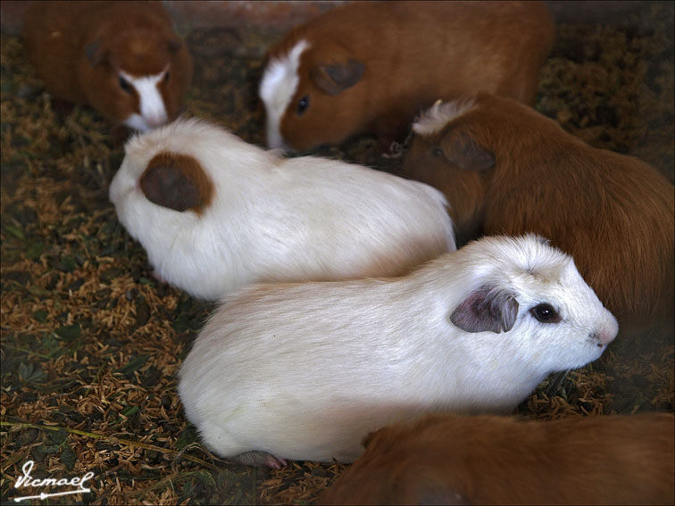 Foto de Arequipa, Perú