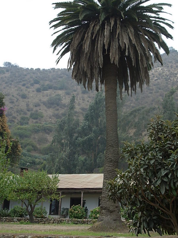 Foto de Llay Llay, Chile