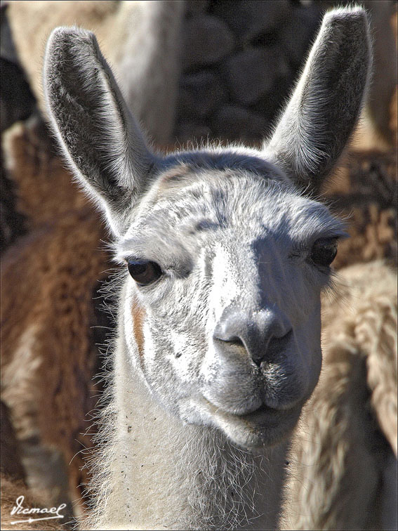 Foto de Arequipa, Perú
