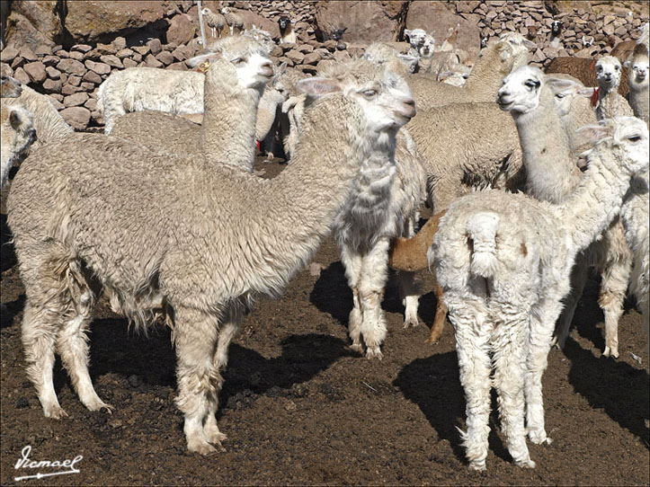 Foto de Arequipa, Perú