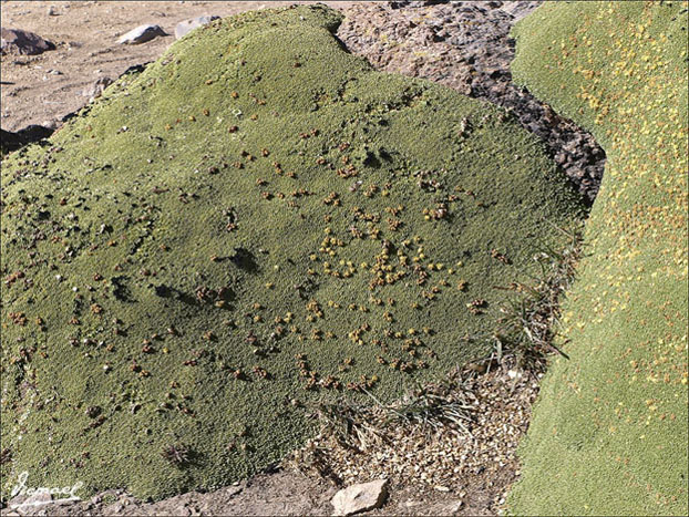 Foto de Arequipa, Perú