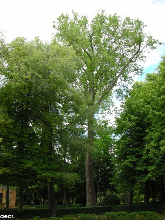 Foto de Aranjuez (Madrid), España