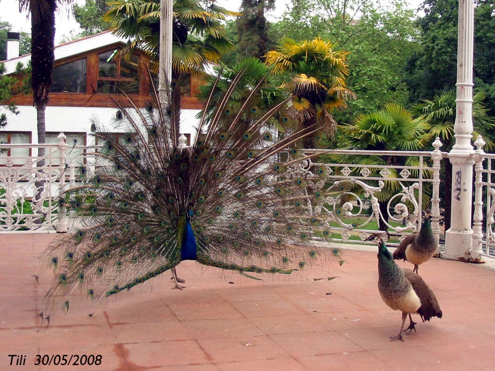 Foto de Oviedo (Asturias), España