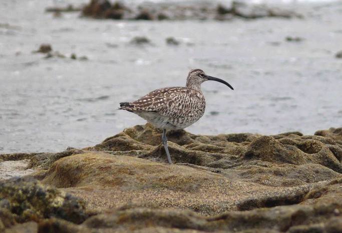 Foto de Delta del Ebro (Tarragona), España
