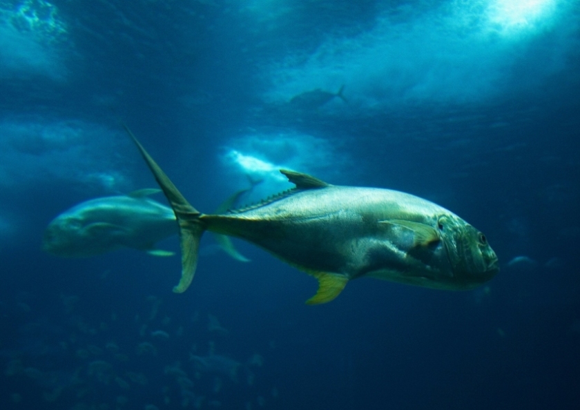 Foto de Valencia (València), España