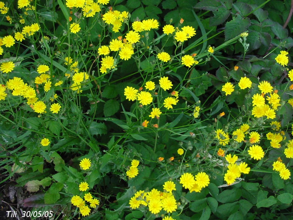 Foto de Oviedo (Asturias), España