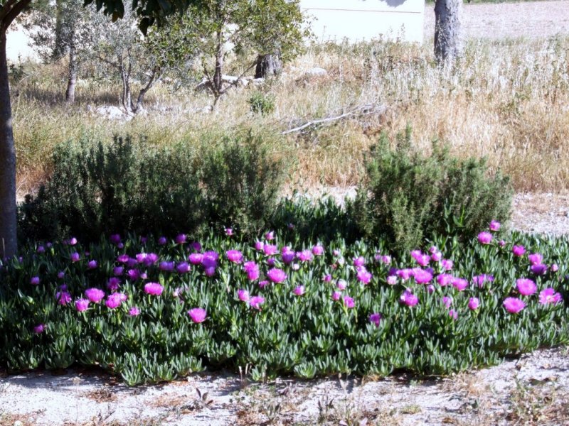 Foto de La Encina (Alicante), España