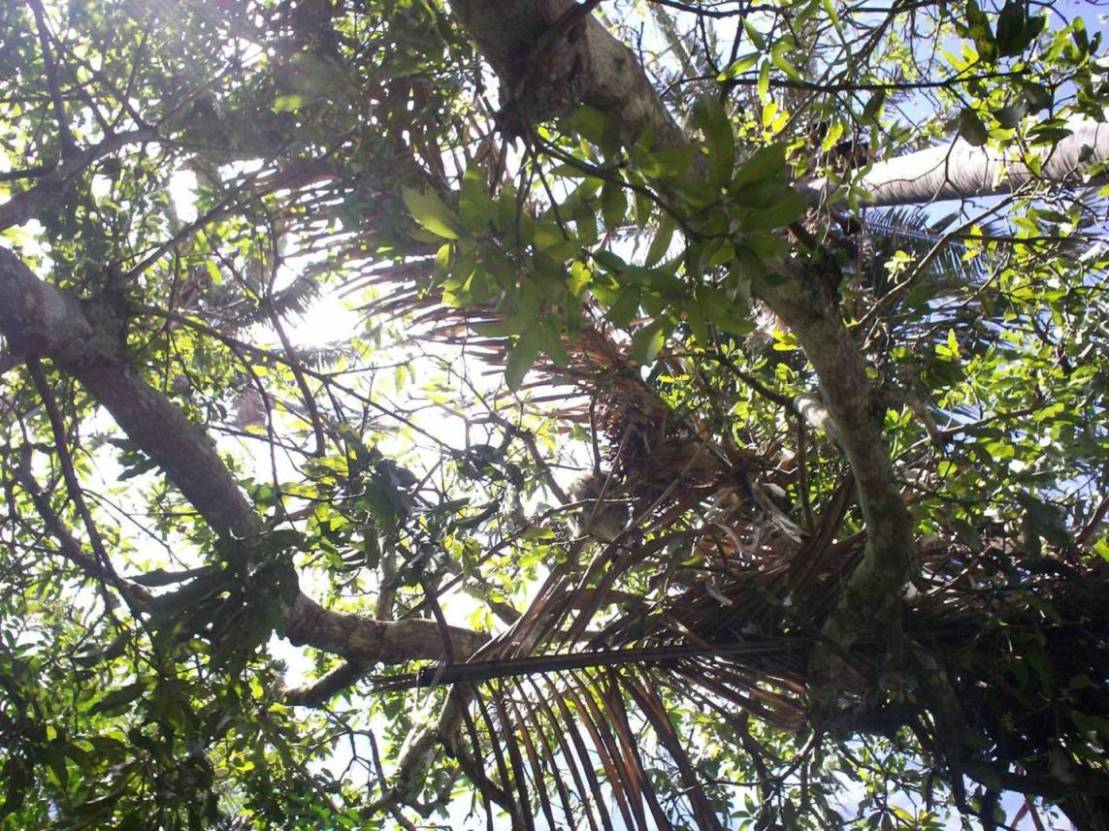 Foto de Alajuela, Costa Rica