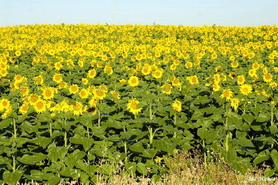 Foto de Sevilla (Andalucía), España