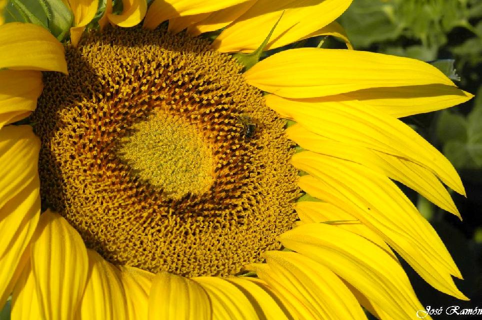 Foto de Sevilla (Andalucía), España