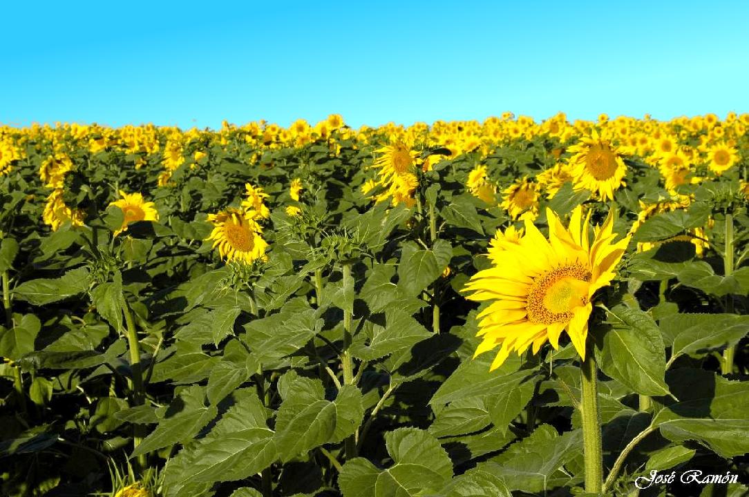 Foto de Sevilla (Andalucía), España