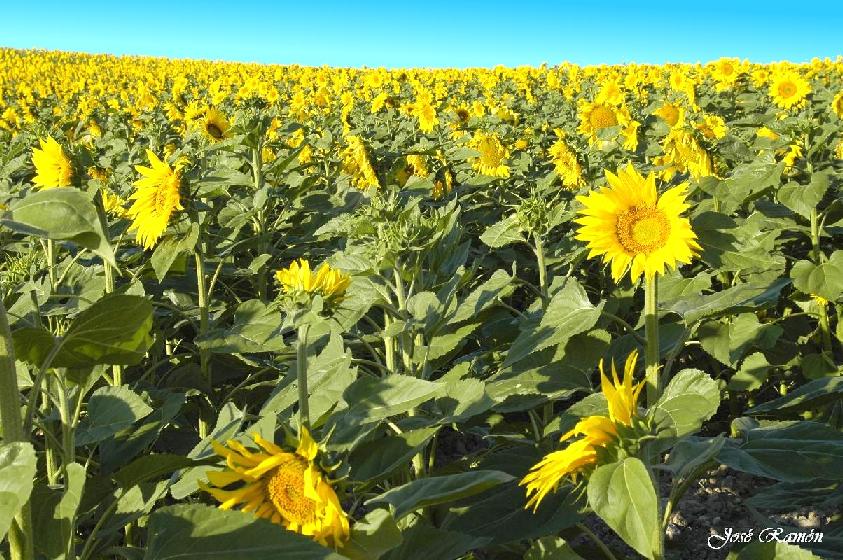 Foto de Sevilla (Andalucía), España