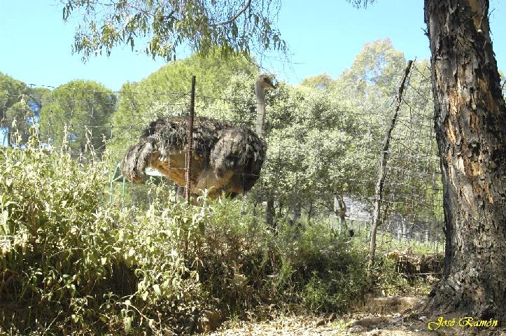Foto de Sevilla (Andalucía), España
