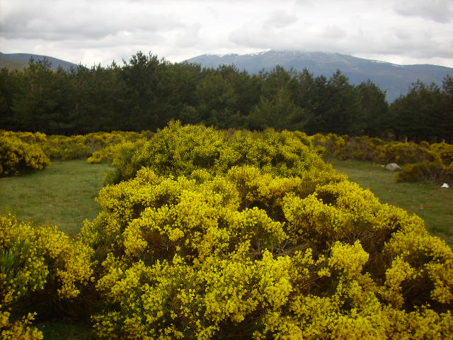 Foto de Miraflores de la Sierra (Madrid), España