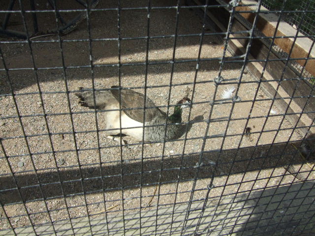 Foto de Rhodes, Francia