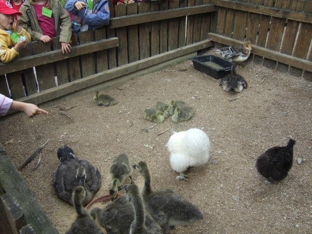 Foto de Rhodes, Francia