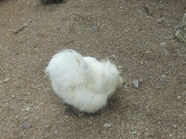 Foto de Rhodes, Francia