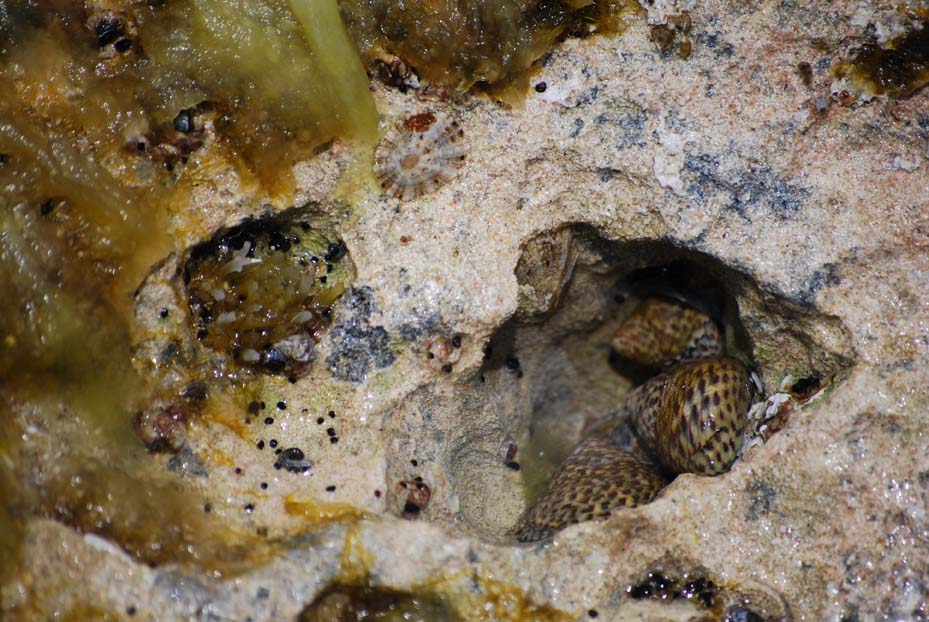 Foto de Sant Josep (Ibiza) (Illes Balears), España