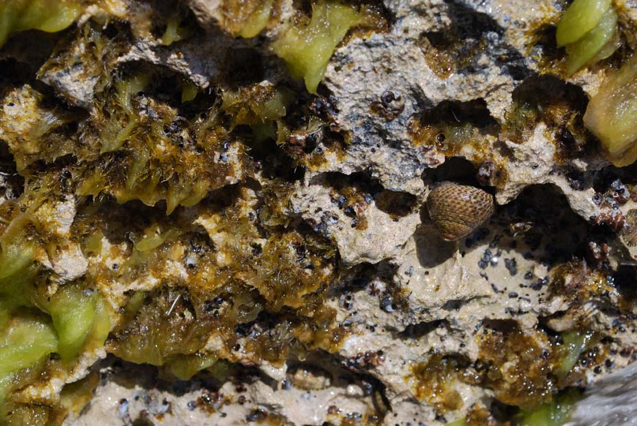 Foto de Sant Josep (Ibiza) (Illes Balears), España