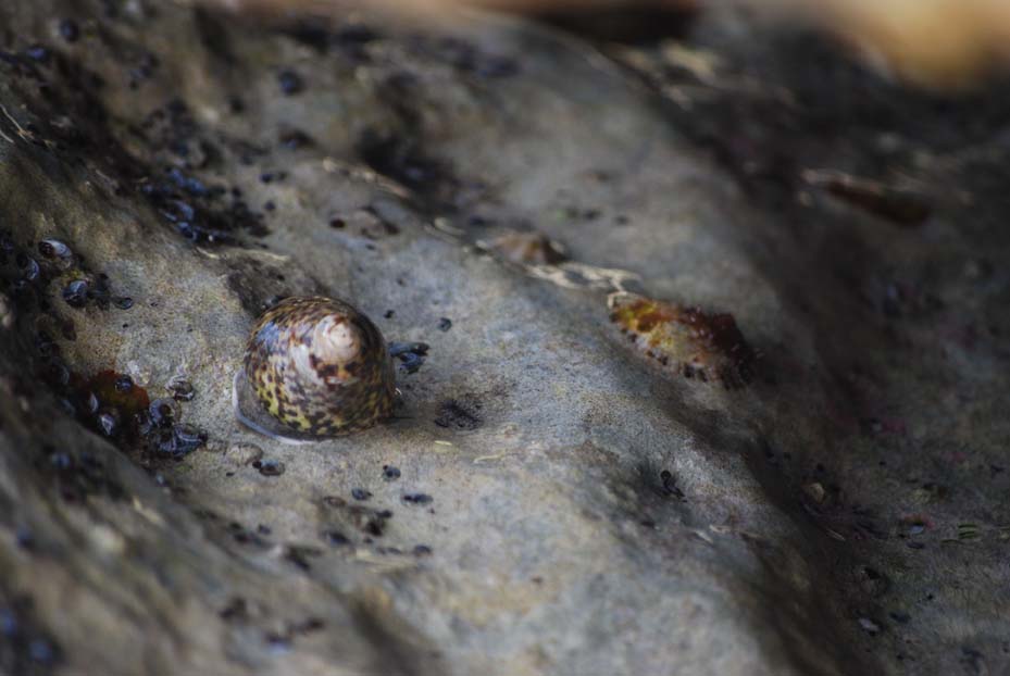 Foto de Sant Josep (Ibiza) (Illes Balears), España