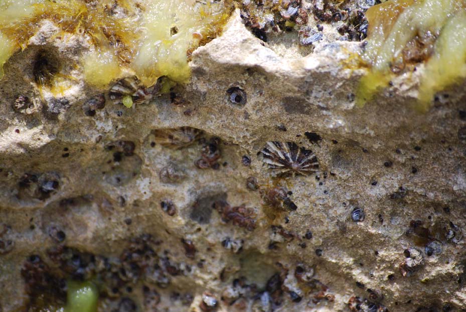 Foto de Sant Josep (Ibiza) (Illes Balears), España