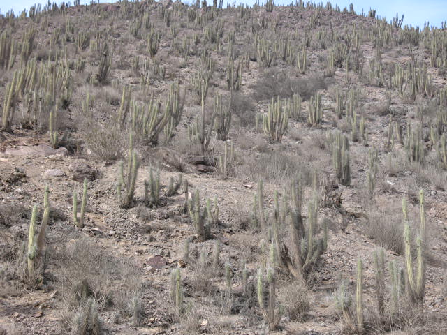 Foto de La Serena, Chile