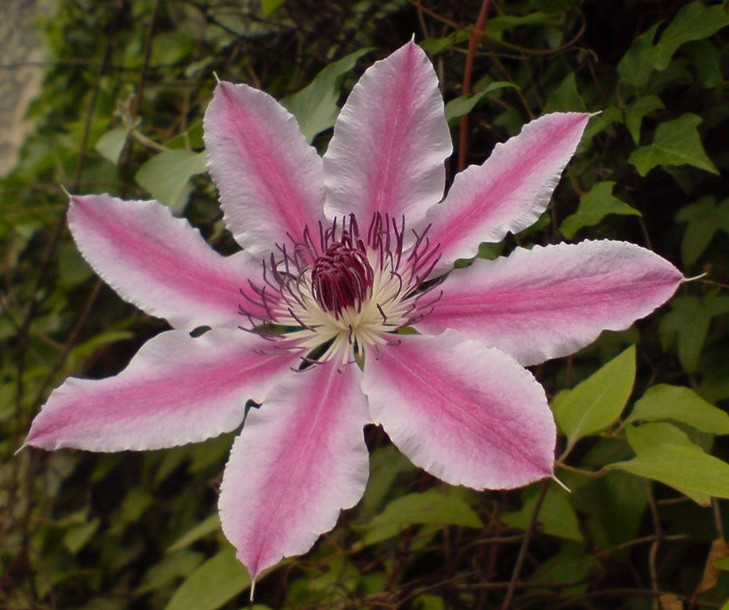 Foto de Barcelona (Cataluña), España