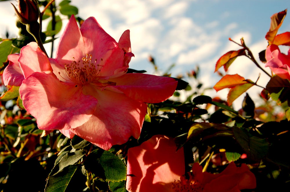 Foto de Madrid (Comunidad de Madrid), España