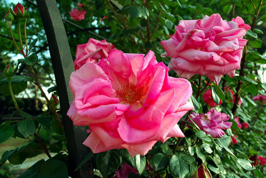 Foto de Madrid (Comunidad de Madrid), España