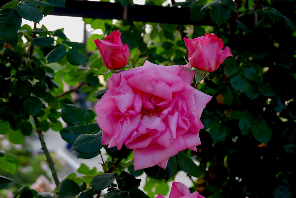 Foto de Madrid (Comunidad de Madrid), España