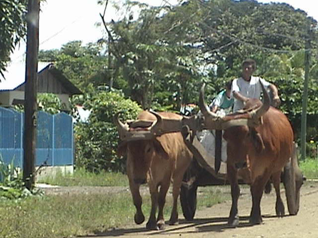 Foto de Monstes de Oro - Miramar, Costa Rica