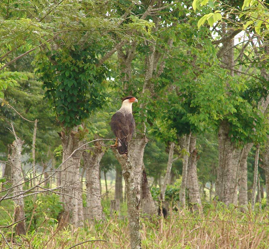 Foto de Upala, Costa Rica