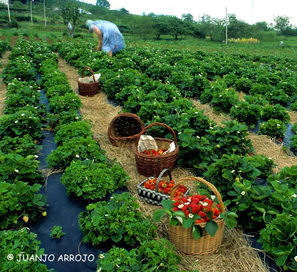 Foto de Candamo (Asturias), España