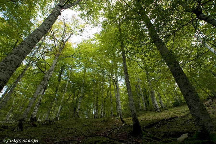 Foto de Cangas del Narcea (Asturias), España