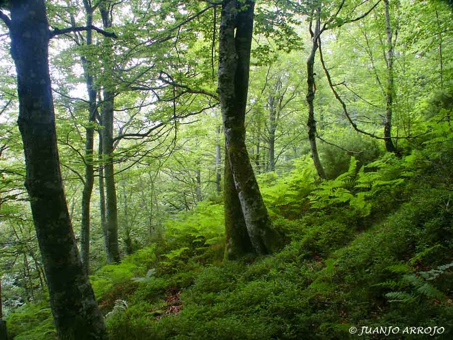 Foto de Cangas del Narcea (Asturias), España