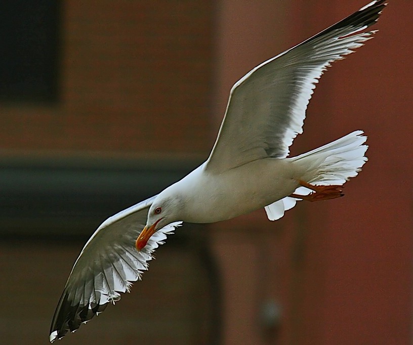 Foto de Barcelona (Cataluña), España