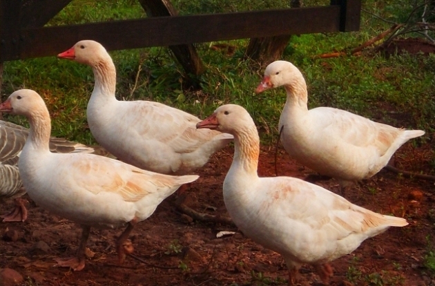 Foto de Girona (Cataluña), España