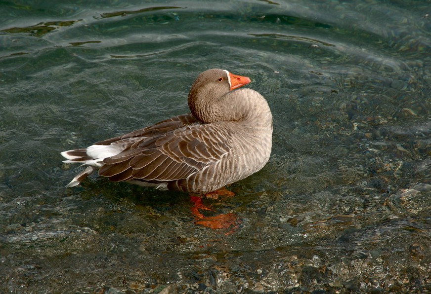 Foto de Camprodon (Girona), España