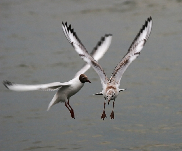 Foto de Barcelona (Cataluña), España